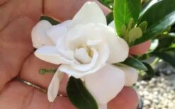 Jubilation Gardenia - 5 Gallon Pot -Green Haven Shop gardeniajubilation 6