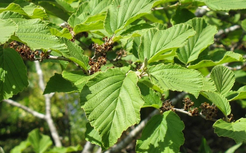 Arnold Promise Witch Hazel - 3 Gallon Pot 10 Arnold Promise Witch Hazel - 3 Gallon Pot - Image 10