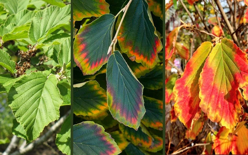 Arnold Promise Witch Hazel - 3 Gallon Pot 6 Arnold Promise Witch Hazel - 3 Gallon Pot - Image 6