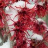 Diane Red Witch Hazel (Hamamelis X Intermedia) - 5 Gallon Pot