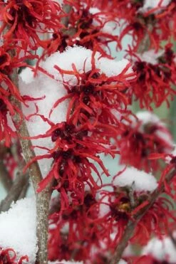 Diane Red Witch Hazel (Hamamelis X Intermedia) - 5 Gallon Pot