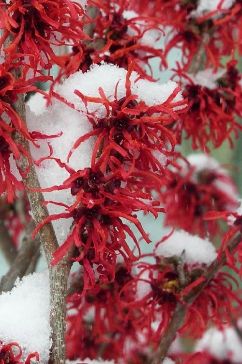 Diane Red Witch Hazel (Hamamelis X Intermedia) - 7 Gallon Pot 1 Diane Red Witch Hazel (Hamamelis X Intermedia) - 7 Gallon Pot