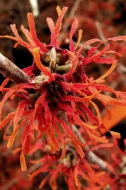 Diane Red Witch Hazel (Hamamelis X Intermedia) - 5 Gallon Pot 21 Diane Red Witch Hazel (Hamamelis X Intermedia) - 5 Gallon Pot -Green Haven Shop hamamelis intermedia diane witch hazel 2 1