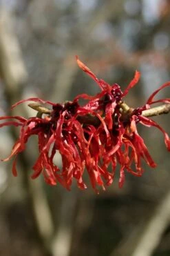 Diane Red Witch Hazel (Hamamelis X Intermedia) - 7 Gallon Pot 16 Diane Red Witch Hazel (Hamamelis X Intermedia) - 7 Gallon Pot -Green Haven Shop hamamelis intermedia diane witch hazel 4
