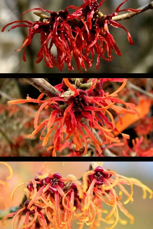 Diane Red Witch Hazel (Hamamelis X Intermedia) - 7 Gallon Pot 4 Diane Red Witch Hazel (Hamamelis X Intermedia) - 7 Gallon Pot - Image 4