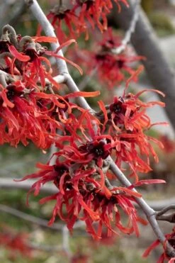 Diane Red Witch Hazel (Hamamelis X Intermedia) - 5 Gallon Pot 20 Diane Red Witch Hazel (Hamamelis X Intermedia) - 5 Gallon Pot -Green Haven Shop hamamelis intermedia diane witch hazel 6 1