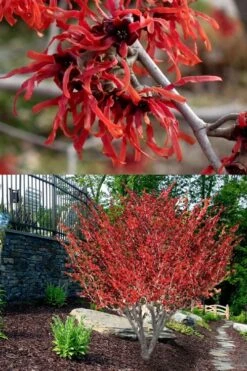 Diane Red Witch Hazel (Hamamelis X Intermedia) - 5 Gallon Pot 15 Diane Red Witch Hazel (Hamamelis X Intermedia) - 5 Gallon Pot -Green Haven Shop hamamelis intermedia diane witch hazel 8 1