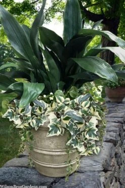 Variegated Algerian Ivy (Hedera Algeriensis 'Gloire De Marengo') - 6 Pack Of Pint Pots