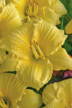 Rainbow Rhythym Going Bananas Daylily - 1 Gallon Pot 9 Rainbow Rhythym Going Bananas Daylily - 1 Gallon Pot -Green Haven Shop hemerocallis going bananas daylily 20