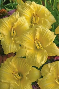 Rainbow Rhythym Going Bananas Daylily - 1 Gallon Pot 11 Rainbow Rhythym Going Bananas Daylily - 1 Gallon Pot -Green Haven Shop hemerocallis going bananas daylily 21