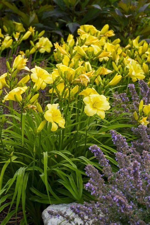 Rainbow Rhythym Going Bananas Daylily - 1 Gallon Pot 5 Rainbow Rhythym Going Bananas Daylily - 1 Gallon Pot - Image 5