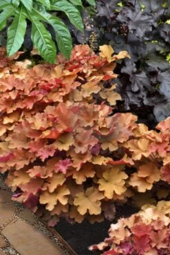 Caramel Heuchera (Villosa Hybrid) - 1 Gallon Pot -Green Haven Shop heuchera caramel 20