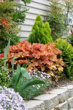 Caramel Heuchera (Villosa Hybrid) - 1 Gallon Pot -Green Haven Shop heuchera caramel 21