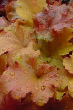 Caramel Heuchera (Villosa Hybrid) - 1 Gallon Pot -Green Haven Shop heuchera caramel 500x750 1