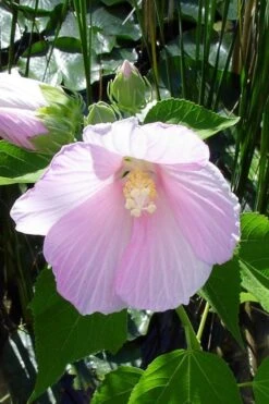 Rose Mallow Hardy Hibiscus (Hibiscus Moscheutos) - 2.5 Quart Pot -Green Haven Shop hibiscus mosheutos swamp rose mallow 1