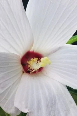 Rose Mallow Hardy Hibiscus (Hibiscus Moscheutos) - 2.5 Quart Pot -Green Haven Shop hibiscus mosheutos swamp rose mallow 4