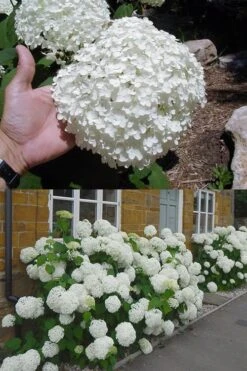 Annabelle Hydrangea - 3 Gallon Pot 16 Annabelle Hydrangea - 3 Gallon Pot -Green Haven Shop hydrangea annabelle 2 500x750 1