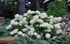 Annabelle Hydrangea - 3 Gallon Pot 15 Annabelle Hydrangea - 3 Gallon Pot -Green Haven Shop hydrangea arborescens annabelle 11