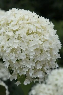 Annabelle Hydrangea - 3 Gallon Pot 14 Annabelle Hydrangea - 3 Gallon Pot -Green Haven Shop hydrangea arborescens annabelle 12