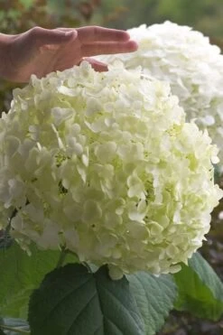 Incrediball Smooth Hydrangea - 3 Gallon Pot -Green Haven Shop hydrangea arborescens incrediball 10