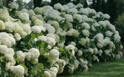 Incrediball Smooth Hydrangea - 3 Gallon Pot -Green Haven Shop hydrangea arborescens incrediball 12