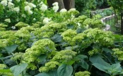 Invincibelle Sublime Smooth Hydrangea - 3 Gallon Pot 17 Invincibelle Sublime Smooth Hydrangea - 3 Gallon Pot -Green Haven Shop hydrangea arborescens invincibelle sublime 2