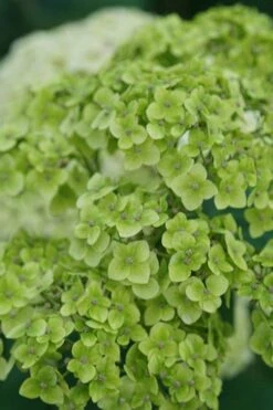 Invincibelle Sublime Smooth Hydrangea - 3 Gallon Pot 12 Invincibelle Sublime Smooth Hydrangea - 3 Gallon Pot -Green Haven Shop hydrangea arborescens invincibelle sublime 3
