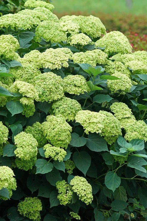 Invincibelle Sublime Smooth Hydrangea - 3 Gallon Pot 1 Invincibelle Sublime Smooth Hydrangea - 3 Gallon Pot