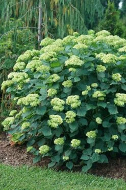 Invincibelle Sublime Smooth Hydrangea - 3 Gallon Pot 14 Invincibelle Sublime Smooth Hydrangea - 3 Gallon Pot -Green Haven Shop hydrangea arborescens invincibelle sublime 6