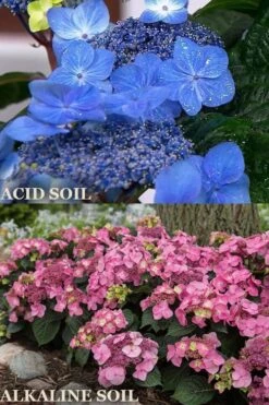 Endless Summer 'Pop Star' Hydrangea - 3 Gallon Pot -Green Haven Shop hydrangea endless summer pop star 1