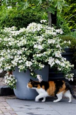 Fairytrail Bride Cascade Hydrangea - 2 Gallon Pot -Green Haven Shop hydrangea fairytrail bride 7