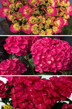 Akadama Hydrangea - 3 Gallon Pot -Green Haven Shop hydrangea macrophylla akadama 3