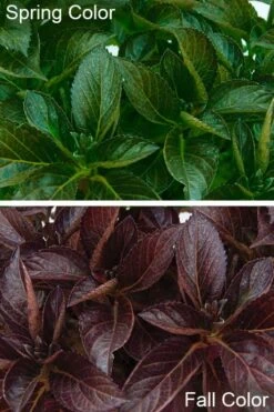 Akadama Hydrangea - 3 Gallon Pot -Green Haven Shop hydrangea macrophylla akadama 4