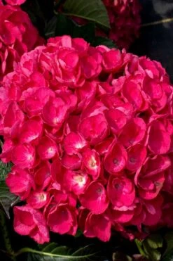 Akadama Hydrangea - 3 Gallon Pot -Green Haven Shop hydrangea macrophylla akadama 6