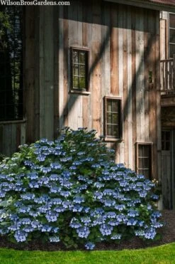 Blue Wave Lacecap Hydrangea - 3 Gallon Pot -Green Haven Shop hydrangea macrophylla blue wave 22