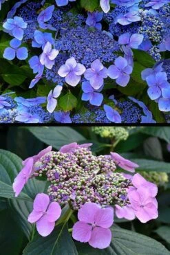 Blue Wave Lacecap Hydrangea - 3 Gallon Pot -Green Haven Shop hydrangea macrophylla blue wave 24
