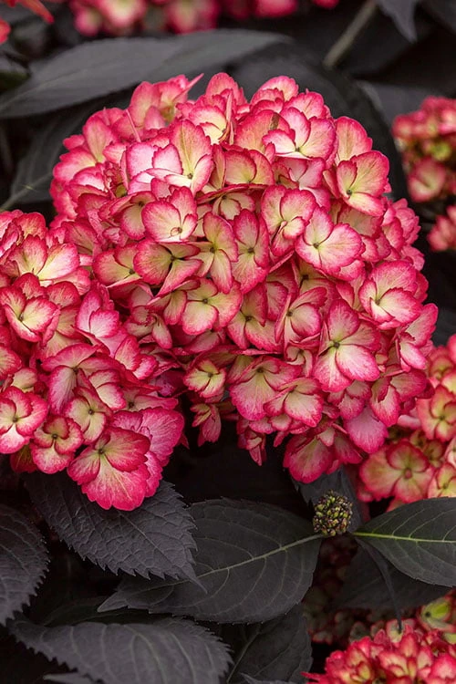 Eclipse Bigleaf Hydrangea - 3 Gallon Pot 1 Eclipse Bigleaf Hydrangea - 3 Gallon Pot