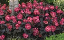 Eclipse Bigleaf Hydrangea - 3 Gallon Pot 11 Eclipse Bigleaf Hydrangea - 3 Gallon Pot -Green Haven Shop hydrangea macrophylla eclipse 4