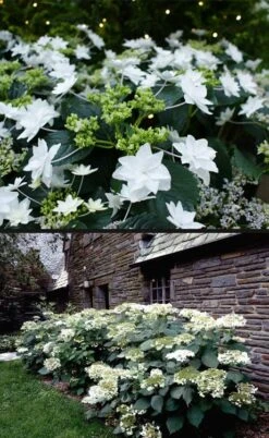 Fuji Waterfall Hydrangea - 3 Gallon Pot -Green Haven Shop hydrangea macrophylla fuji waterfall 4