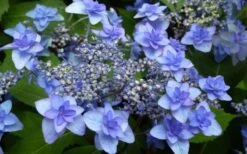 Izu No Hana Lacecap Hydrangea - 3 Gallon Pot -Green Haven Shop hydrangea macrophylla izu no ito 4