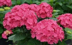 Let's Dance 'Big Band' Dwarf Hydrangea - 3 Gallon Pot -Green Haven Shop hydrangea macrophylla lets dance big band 1