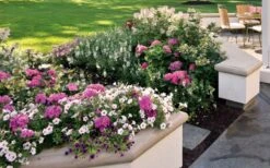 Let's Dance 'Big Band' Dwarf Hydrangea - 3 Gallon Pot -Green Haven Shop hydrangea macrophylla lets dance big band 3