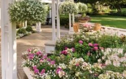 Let's Dance 'Big Band' Dwarf Hydrangea - 3 Gallon Pot -Green Haven Shop hydrangea macrophylla lets dance big band 4