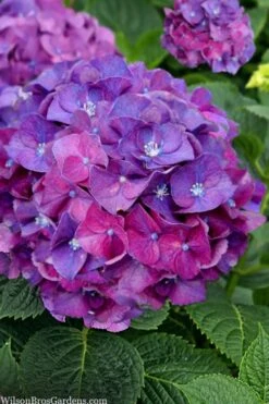 Let's Dance 'Big Band' Dwarf Hydrangea - 3 Gallon Pot -Green Haven Shop hydrangea macrophylla lets dance big band 5