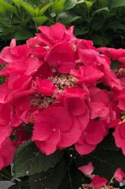 Cherry Explosion Hydrangea - 1 Gallon Pot -Green Haven Shop hydrangea macrophylla mckay cherry explosion 100 1