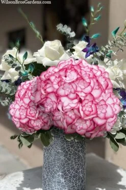 Miss Saori Hydrangea - 1 Gallon Pot -Green Haven Shop hydrangea macrophylla miss saori 20