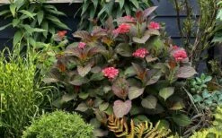 Miss Saori Hydrangea - 1 Gallon Pot -Green Haven Shop hydrangea macrophylla miss saori 9