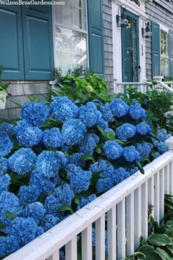 Nantucket Blue Hydrangea - 3 Gallon Pot -Green Haven Shop hydrangea macrophylla nantucket 2