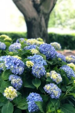 Nantucket Blue Hydrangea - 3 Gallon Pot -Green Haven Shop hydrangea macrophylla nantucket 3