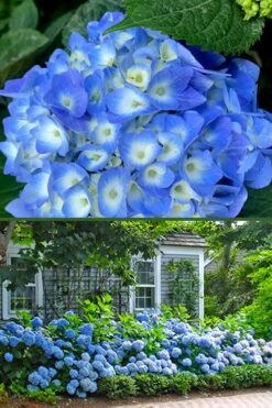 Nantucket Blue Hydrangea - 3 Gallon Pot -Green Haven Shop hydrangea macrophylla nantucket 4